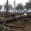 Après le passage de Klaus : Préparer un plan global pour les forêts 