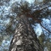Réunion du Conseil supérieur de la forêt et du Bois