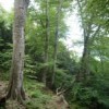 Congrès de l'ANEM : les élus de la montagne soutiennent leurs collègues élus forestiers