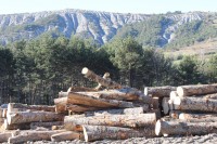 Regroupement de la gestion des forêts des collectivités