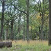 Oui, nous coupons du bois dans nos forêts mais pas n'importe comment !