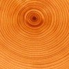 Fond stratégique bois : de l'innovation et du collectif