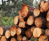 Le pin d'Alep, un pionnier au nouvel avenir dans la construction