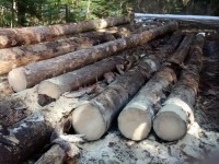 Plan Scolytes : 6 M€ d'aide à l'exploitation
