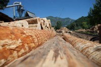 Bois des Pyrénées : l'exemple de la filière lait pour améliorer la traçabilité