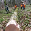 Un 2ème chêne donné par la commune de Lavallée