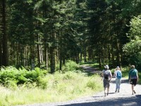 Forêts françaises : amours à partager