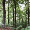 Certification de la gestion : pour une contribution des Communes forestières