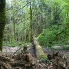 Une cellule nationale d'anticipation face au défi climatique dédié à la forêt et à la filière bois