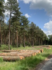 La dématérialisation de la facturation des ventes des bois