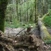 Enquête sur les risques en forêt