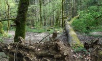 Enquête sur les risques en forêt