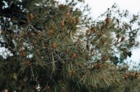 Le nématode du pin : un enjeu sanitaire majeur pour la filière forêt-bois