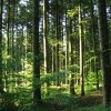 Assurer la forêt face aux risques climatiques