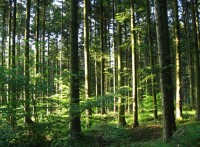 Assurer la forêt face aux risques climatiques
