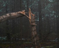 Face aux tempêtes : solidarité et mobilisation pour les forêts