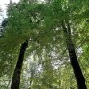 Facturation dématérialisée des ventes de bois non groupées