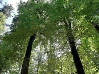 Facturation dématérialisée des ventes de bois non groupées